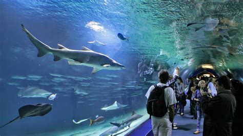 club aquarium reviews Club Aquarium: The best - See 577 traveller reviews, 649 candid photos, and great deals for Club Aquarium at Tripadvisor